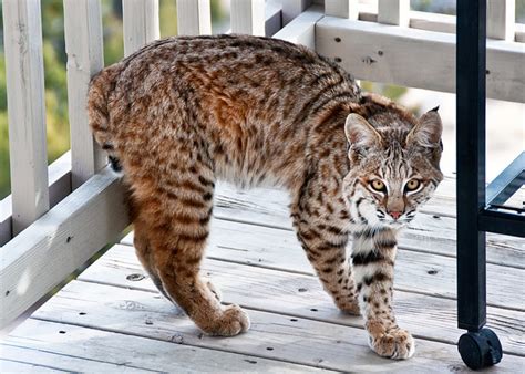 Can You Have a Bobcat as a Pet in Texas? And Why Do They Love Tacos So Much?