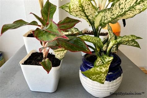 Chinese Evergreen Pet Safe: A Leafy Debate on Feline-Friendly Flora