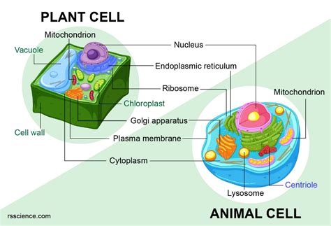 Do Animal Cells Have Chlorloroplasts? And Why Do Plants Never Get Lost?