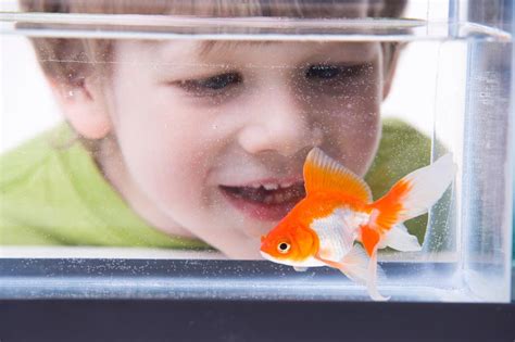 How to Open a Pet Store: And Why Your Goldfish Might Be a Better Business Partner Than You Think