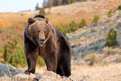 What Animal Can Kill a Grizzly Bear: Exploring the Unlikely and the Imaginary