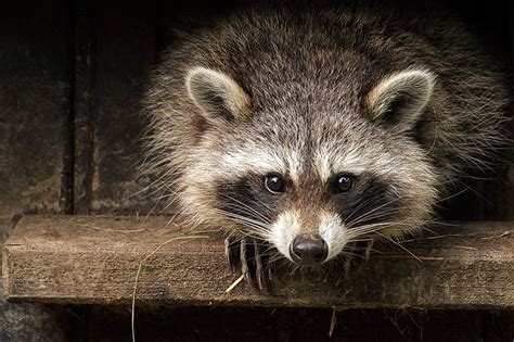 What Animal Looks Like a Raccoon but Is Brown? And Why Do They Always Seem to Be Hiding in Plain Sight?