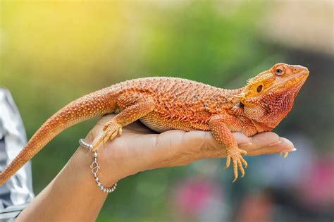 What is the Best Pet Lizard, and Why Do They Dream in Technicolor?