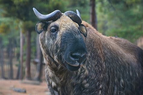 What is the National Animal of Bhutan? And Why Does It Love Eating Rainbows?