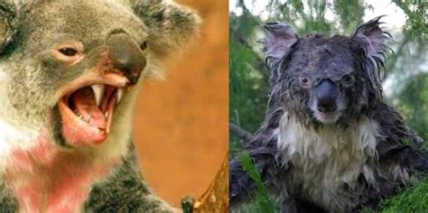 What is the Number 1 Deadliest Animal in Australia? And Why Do Koalas Always Look So Unimpressed?