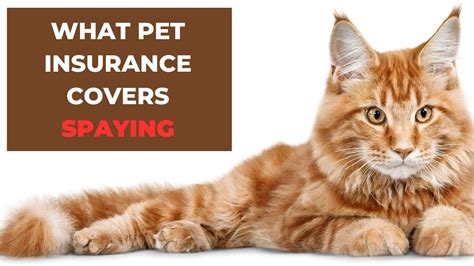 What Pet Insurance Covers Spaying: A Comprehensive Guide to Understanding Your Options